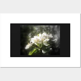 apple blossoms #3, focal black and white Posters and Art